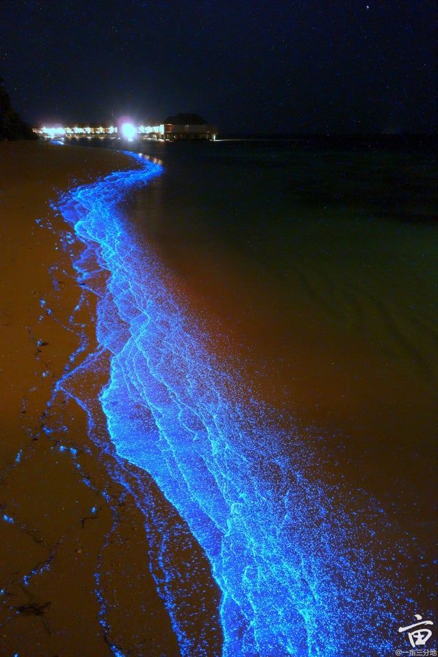 Bio_meme_9_BioluminescentPlankton.jpg