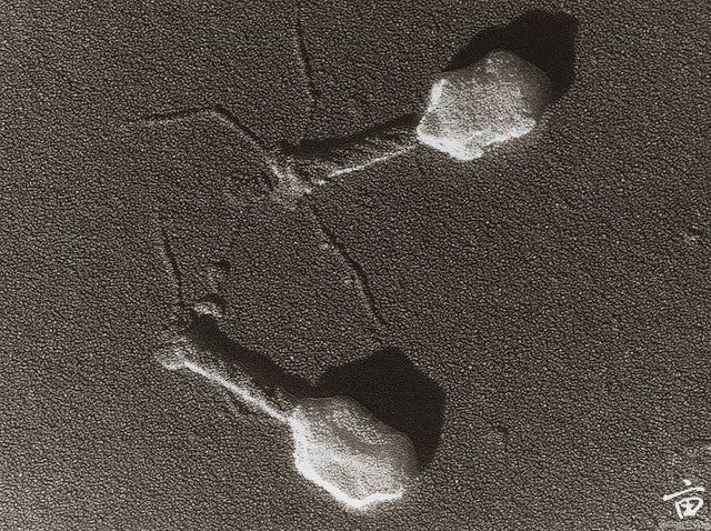 Bio_meme_17_High_res_image_Lambda Bacteriophage.jpg
