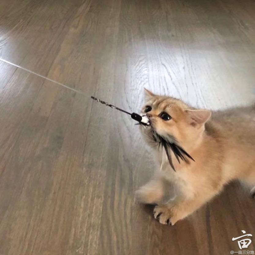 cat2.jpeg