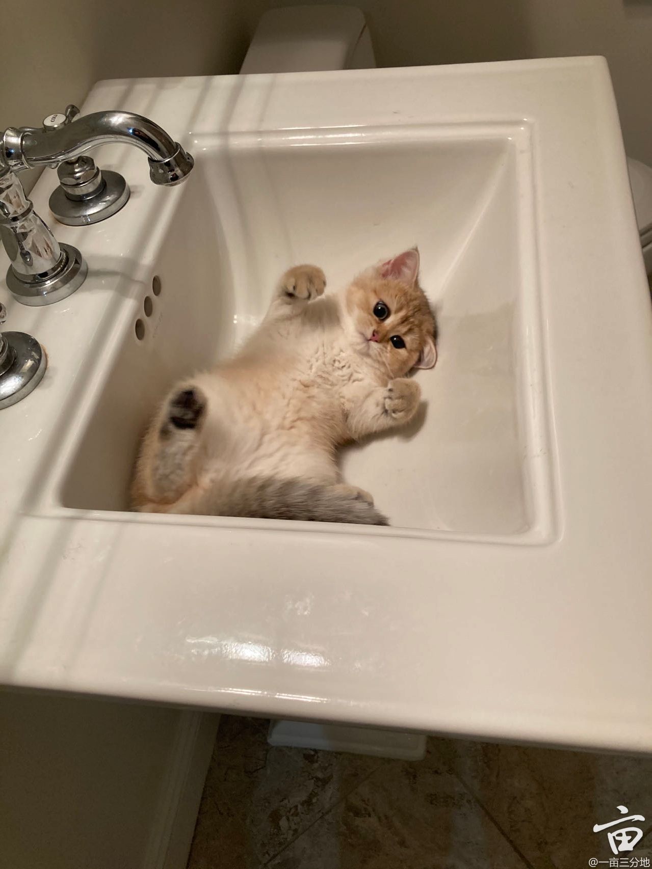 cat1.jpeg