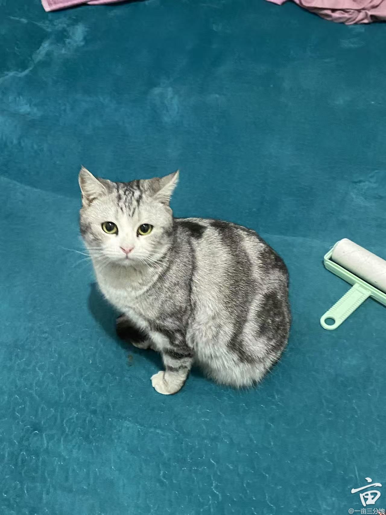 PET 5cm×5m 喵喵历险记 O1CN01pCc3Hx2HUafAFvCWT_!!