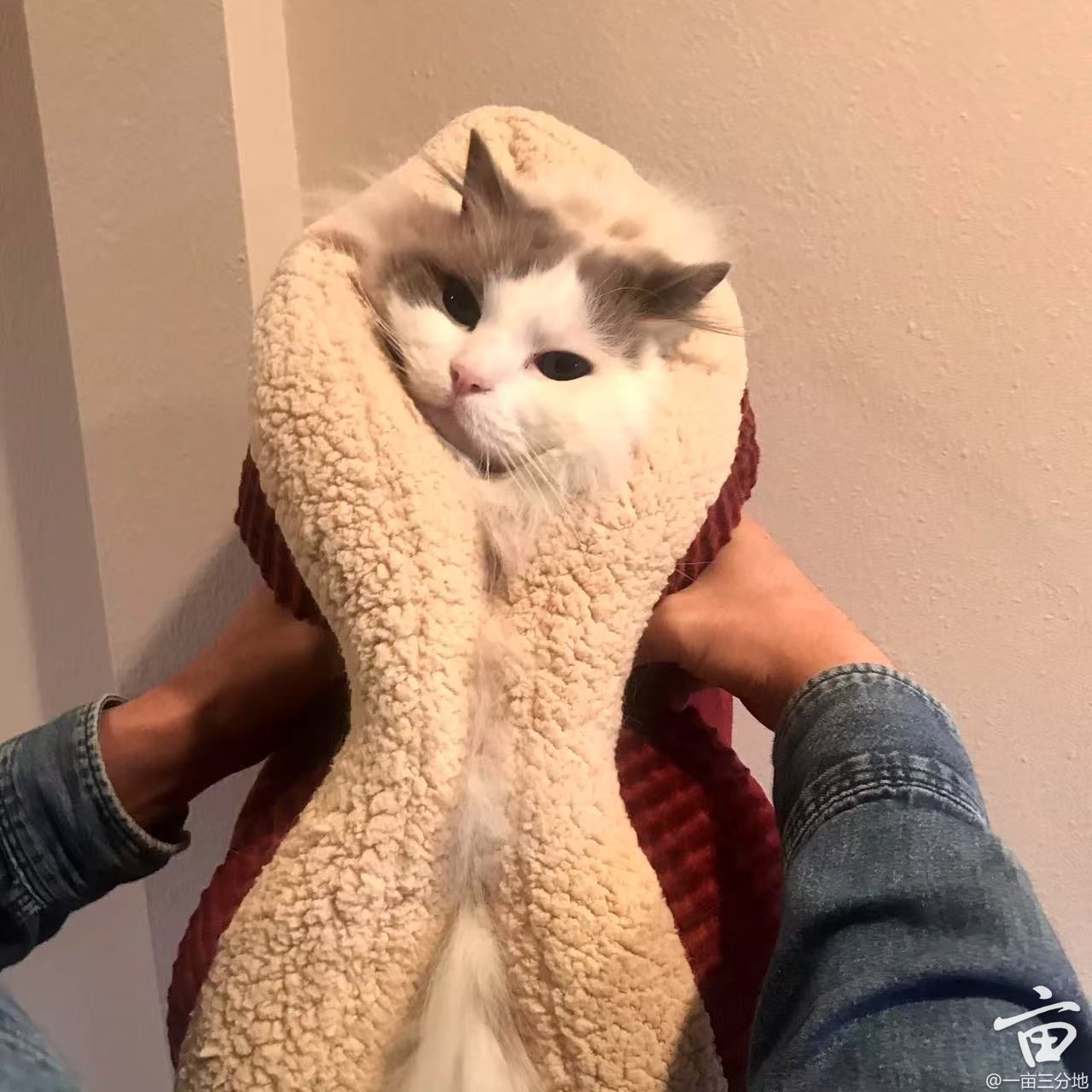 cat.jpg