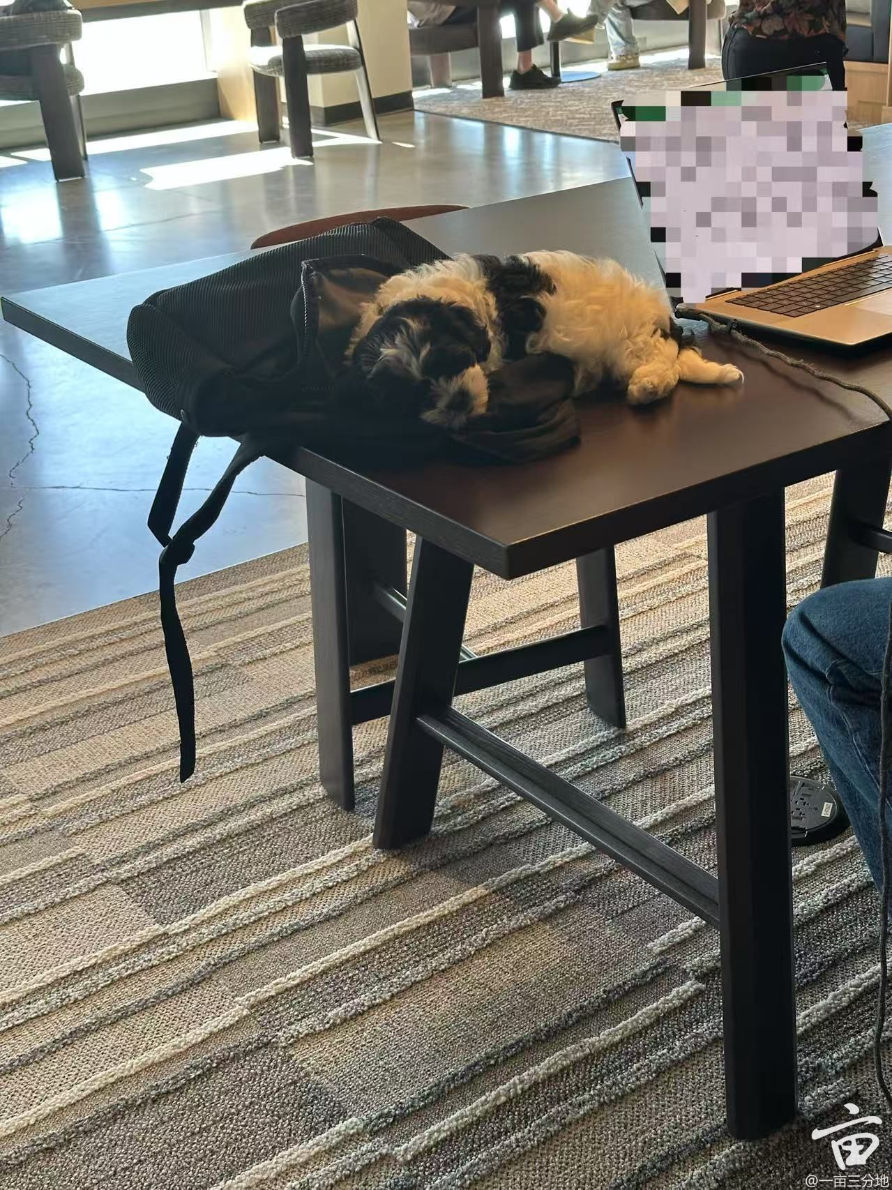 dog.jpg