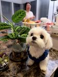 �ɹ�������ʹС��! ������������breeder��ѡ����