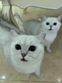 ɹɹСèè�ǣ������
