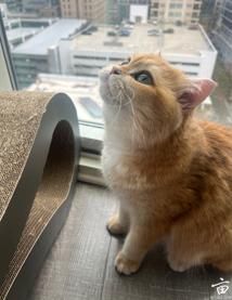 ɹ�Ҽ�С🐱���ס�