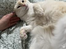 ��è����
