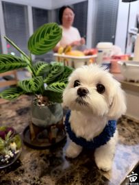 �ɹ�������ʹС��! ������������breeder��ѡ����