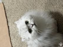 Сè����Ұ�����🧨����🌾🐱