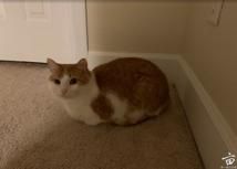 ���Լ�10��С��è������������