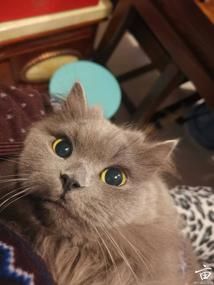 ��ʵ�ر���֪�����Ǽҵ�èè������ɶƷ��