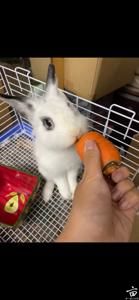 【可爱兔兔求米】