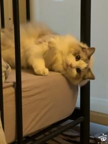 ������è������