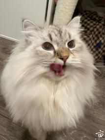 �Ҽ�wild cat ��񲵫����Сè����