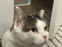 ؈