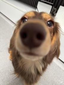 ����С�������׿���