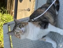 ò������С����🐱���������