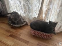�Ҽҵ�è���ǣ�����Leo�͹�ŮTina�����ɰ�����