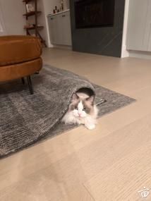 ��è���ף����ɰ��ģ�