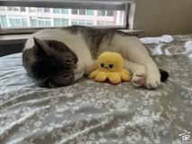 🐱���������