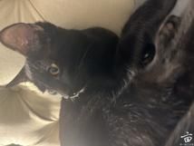 AMA | 美国Austin免费领养小猫shelter推荐及后续