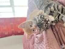 ������ո������ҹ����������mle refer, Ҫ�Բ���޹���5555,��л��λ����