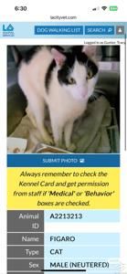 LA���������ֵ�Сè��foster/adoption