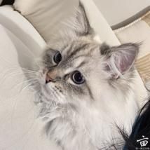 ������Ӵ���♥️ �������� ����ҿ�Ư��èè����