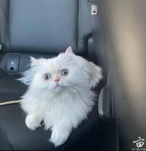 ÿ�찮ɢ����Сè��13�׿��澭