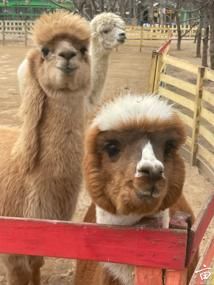 �ɰ�����🦙����������