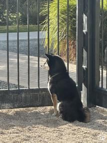 🐱🐶�İ������