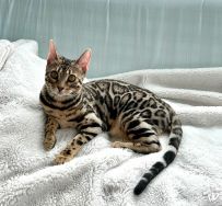 ��������~�Ҽ�Сè��װ���ˣ�ȷ�����������