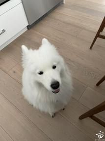 ��������ɫ��׬���ף�