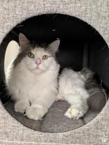 angora cat ��radgoll ���Ƶ�puppy cat