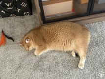 �𽥲㱦���������