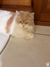 �ɳ�������Ƥ�ɰ�Сè����æ�����