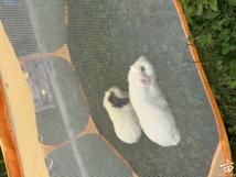 �Ƽ���С���ӵĳ��� - Guinea pig