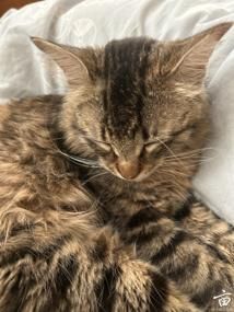 ��🐱 🐶����