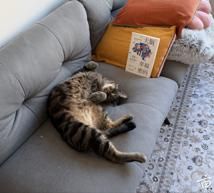 ������ı����������ס���
