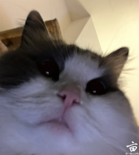 豦