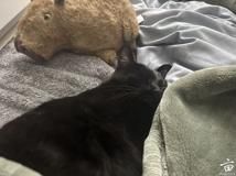 ��è�������ʣ������䵫���������ܲ�Զ..