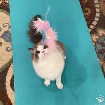 �ҵ�Сè��🐱������������ס�