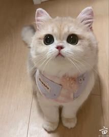 �����ȳ���˹�