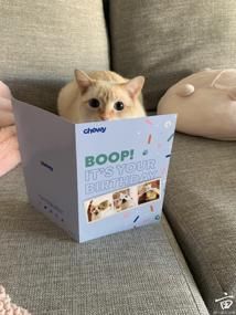 ɹ���������🐷🐱