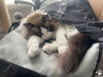 ����Сè�Լ��ܽ�ȥ��