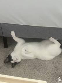 �ɰ���ţè�����