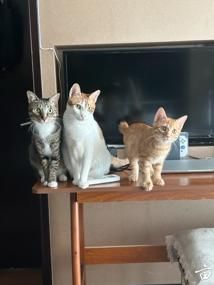 ���ײ���èè����