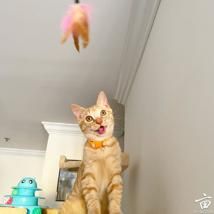 �ȳ�����