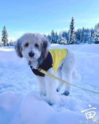 ڼaussiedoodle, Ĺ󣩾ĶͼPart1