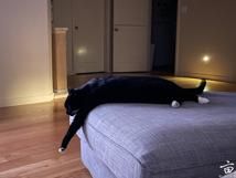��🐱����